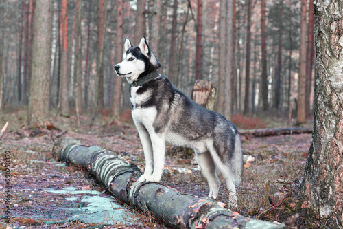 Dog breed Siberian Husky in the spring forest