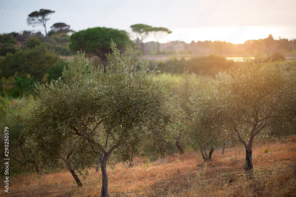 Fototapeta premium Olive trees garden. Mediterranean olive farm ready for harvest. Italian olive's grove with ripe fresh olives.