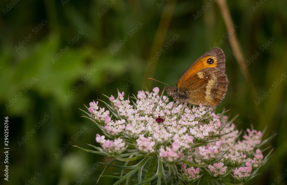 Gatekeeper (Pyronia tithonus) butterfly Gatekeeper (Pyronia tithonus) butterfly