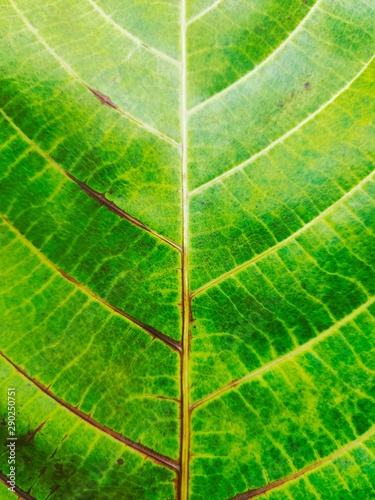 Close-up nature green leaf texture background with light in the back. 