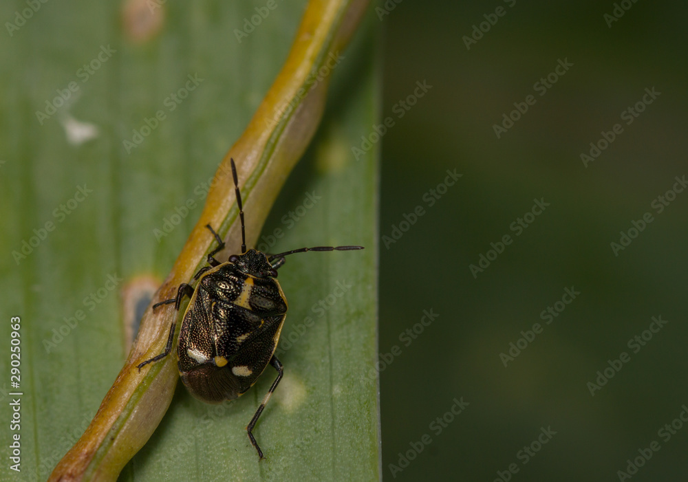Naklejka premium Brassica Shieldbug (Eurydema oleracea) adult