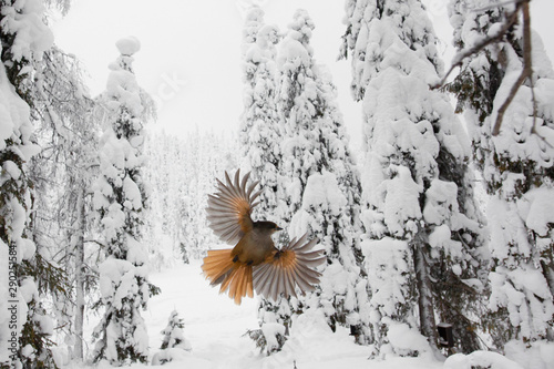 Siberian Jay stretching its wing and tail feathers in mid air