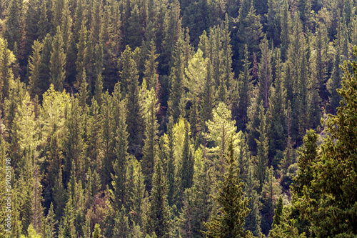 The view of wild cypress forest in autumn