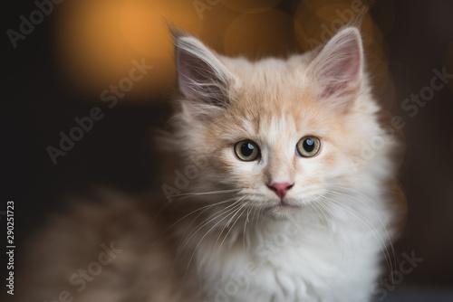 close up portrait of a cream tabby maine coon kitten looking at the camera in front of warm christmas bokeh lights