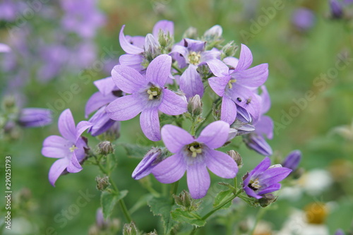 Campanula