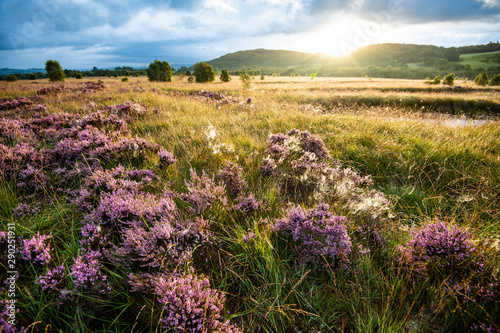 Cors Caron National Nature Reserve near Tregaron in mid-Wales