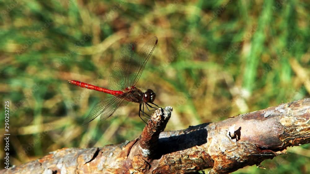 red dragonfly lands on a wooden log and takes off red dragonfly lands on a wooden log and takes off