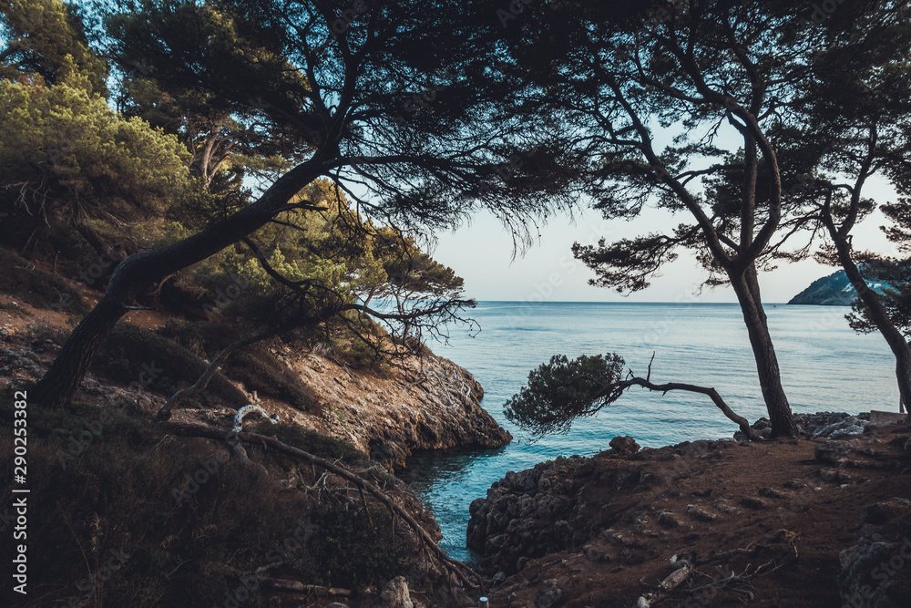 some trees with small river in a bay