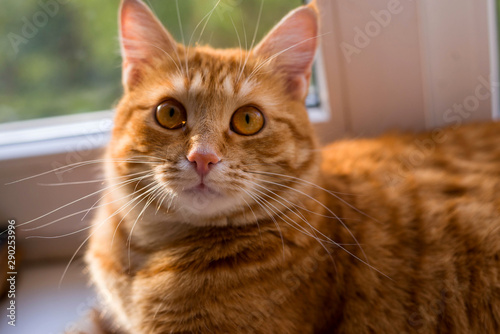 Beautiful red cat sitting and looking to a window