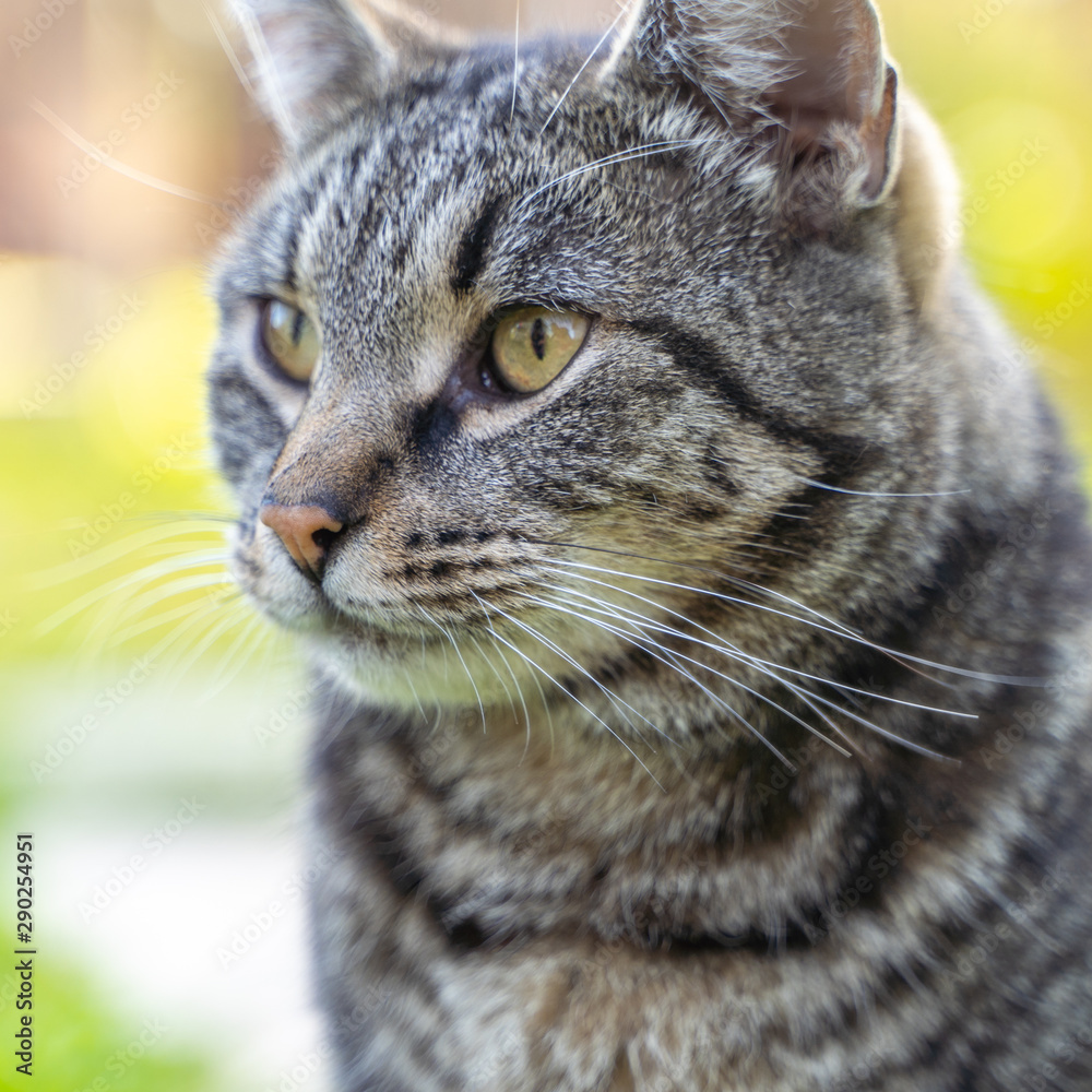 the portrait of striped grey cat with green background 