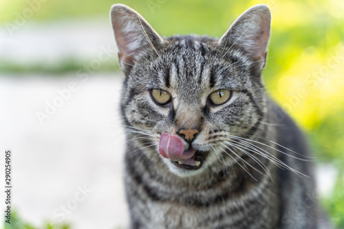 the portrait of striped grey cat with green background 