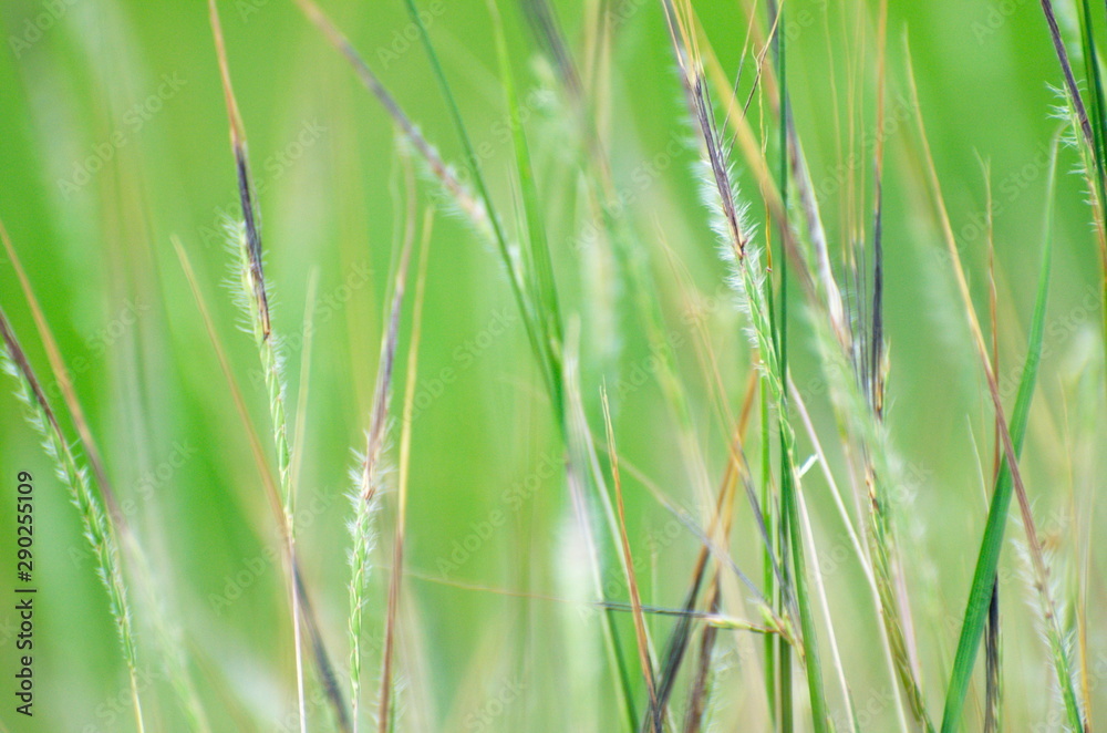 Green grass and flowers bloom in the rainy season. Green grass and flowers bloom in the rainy season.