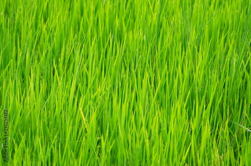 Green rice plants in the fields grow in the rainy season.