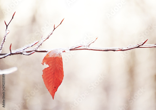 Yellow last leaf on a branch in the forest covered with ice and snow. Autumn transport to winter. Cooling. photo