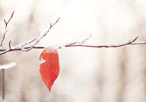 Yellow last leaf on a branch in the forest covered with ice and snow. Autumn transport to winter. Cooling.