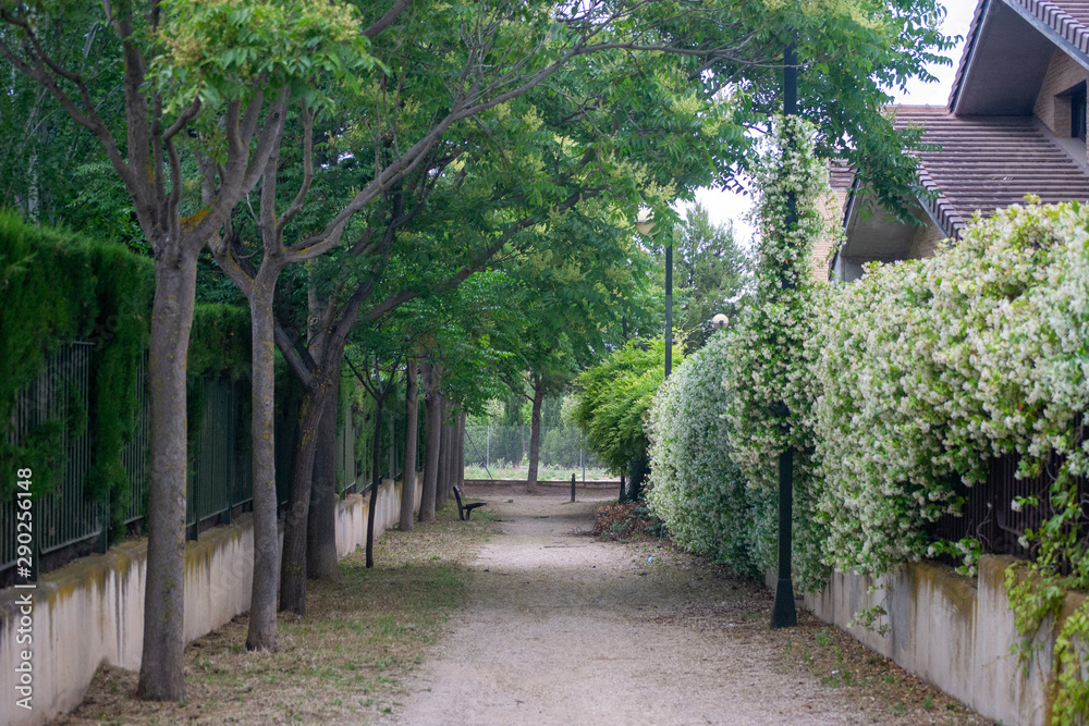 Walking the dog, suburb scene landscape spring