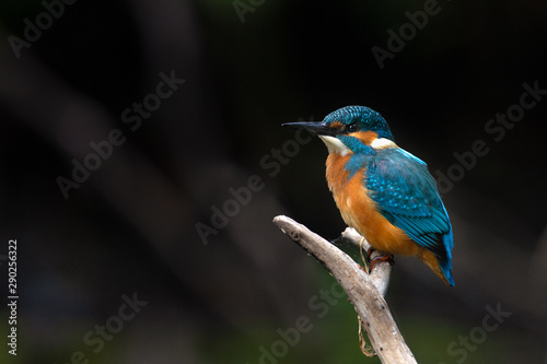 Kingfisher on the branch © Remo