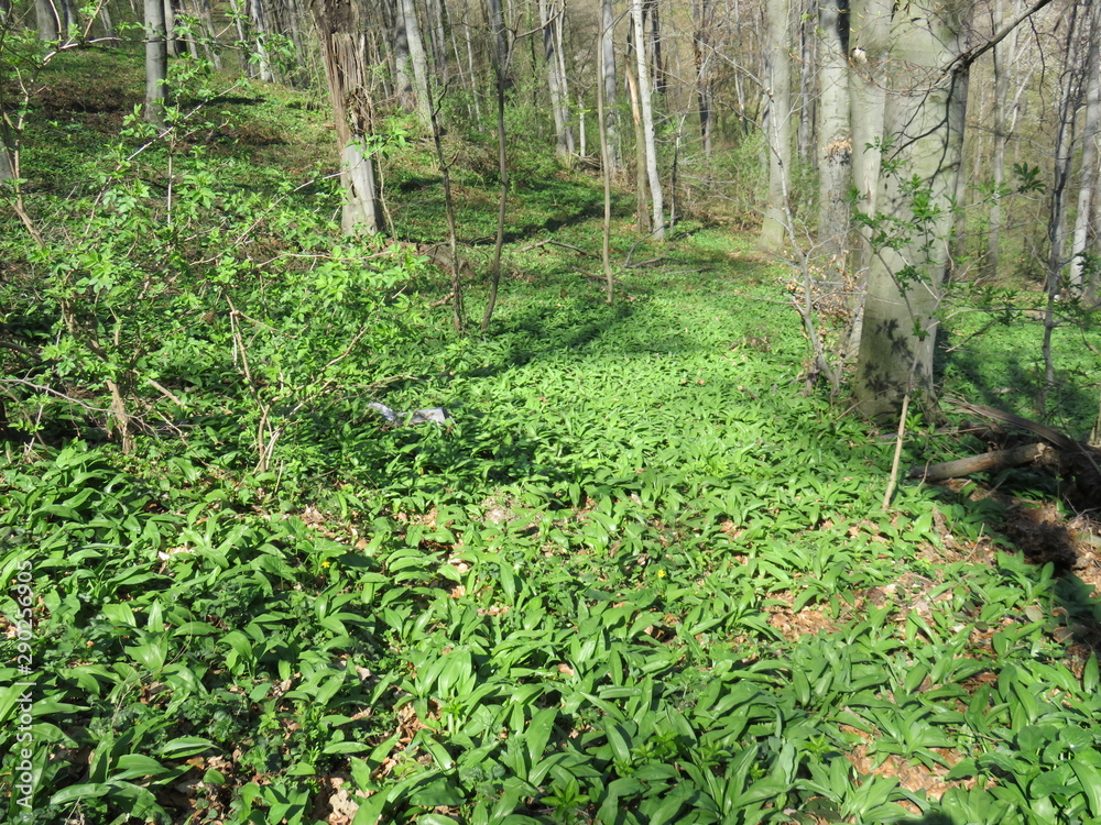 Allium sativum field in forrest Allium sativum field in forrest