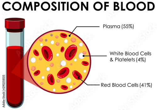 Diagram showing composition of blood
