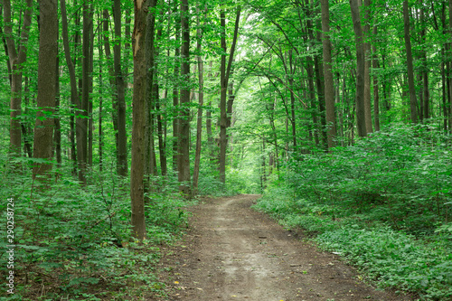 Forest trees. nature green wood sunlight backgrounds