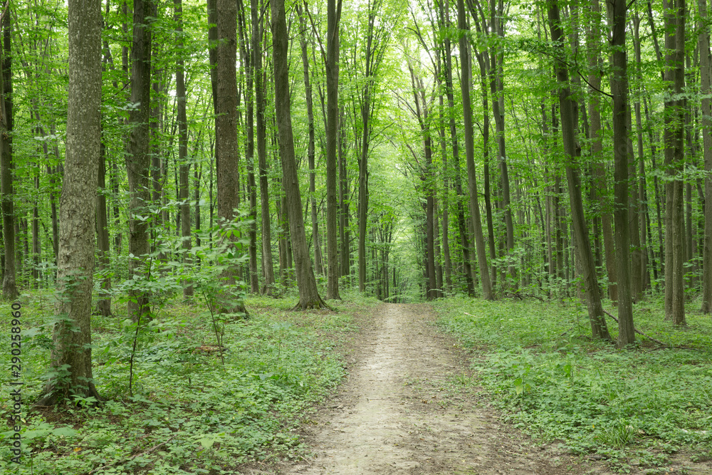 Forest trees. nature green wood sunlight backgrounds Forest trees. nature green wood sunlight backgrounds