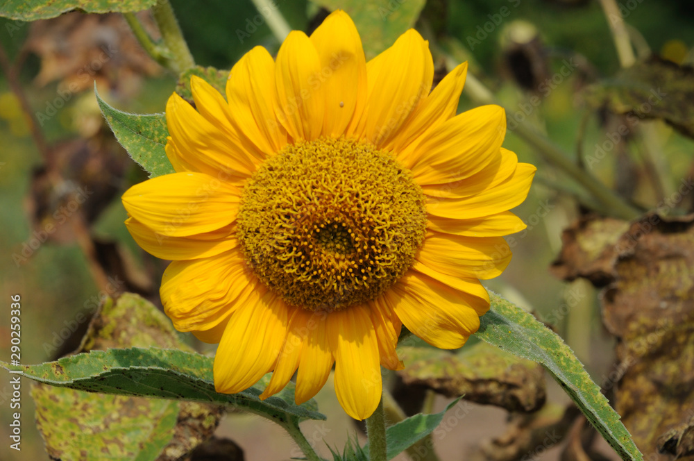 yellow sunflower flower on a background of green leaves yellow sunflower flower on a background of green leaves