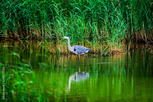Grey heron (Ardea cinerea) stalking fish at Teifi Pools, near Cardigan in West Wales
