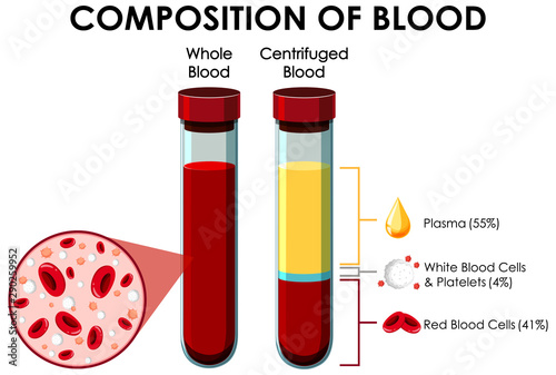 Diagram showing composition of blood photo