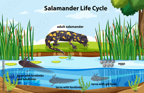 Diagram showing salamander life cycle