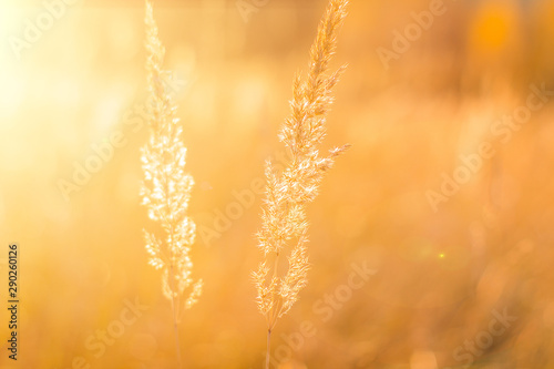 Wheat field. Ears of golden wheat close-up. Beautiful nature landscape of nature. Rural scenery under the shining sunlight. Background ripening wheat field. The concept of a rich harvest.