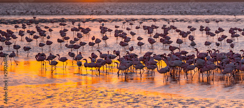 Flamingos, Salinas, Walvis Bay, Namibia, Africa