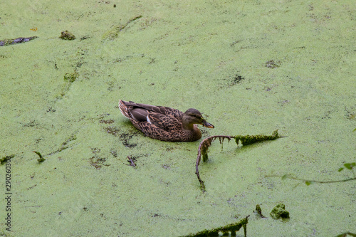 A female mallard duck in a weed-covered pond