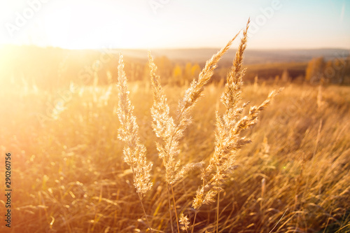 Wheat field. Ears of golden wheat close-up. Beautiful nature landscape of nature. Rural scenery under the shining sunlight. Background ripening wheat field. The concept of a rich harvest.