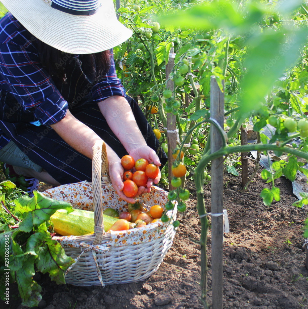 Fototapeta premium Woman harvesting fresh tomatoes from the garden putting produce in a basket. Organic farmer checking his tomatoes