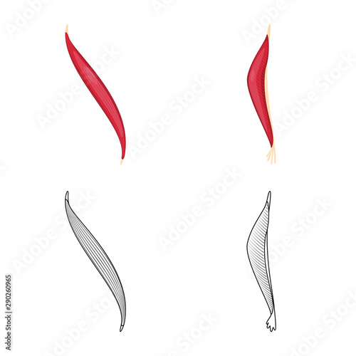 Vector design of fiber and muscular logo. Collection of fiber and body stock vector illustration.