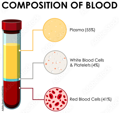 Diagram showing composition of blood