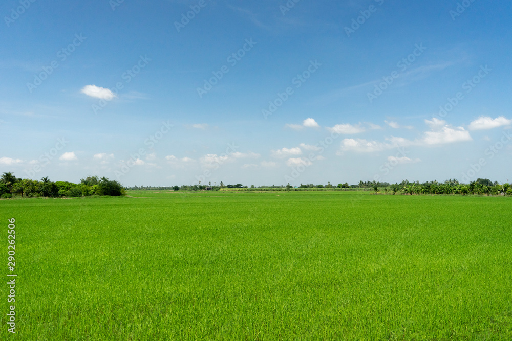 field of green grass and blue sky field of green grass and blue sky
