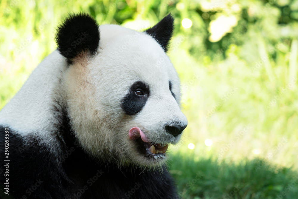 Naklejka premium Portrait of panda bear close up. Cute China animals. Close up view of the panda's head. Portrait shot.