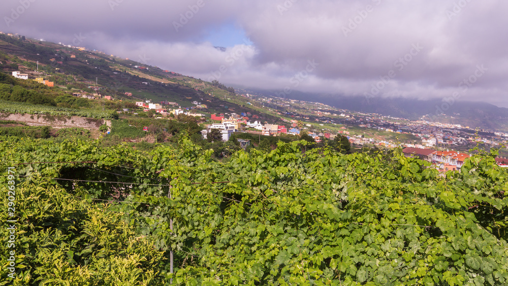 Obraz premium Grüne Hecke