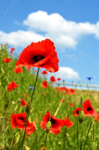 Fototapeta Naklejka Na Ścianę i Meble -  Maki_20129