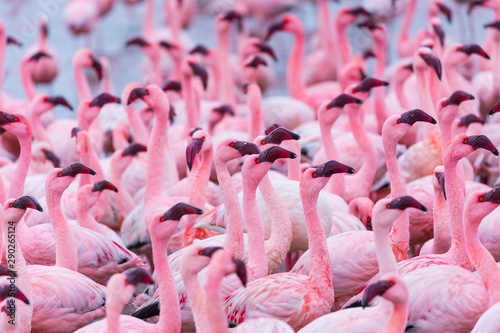 Flamingos, Salinas, Walvis Bay, Namibia, Africa photo
