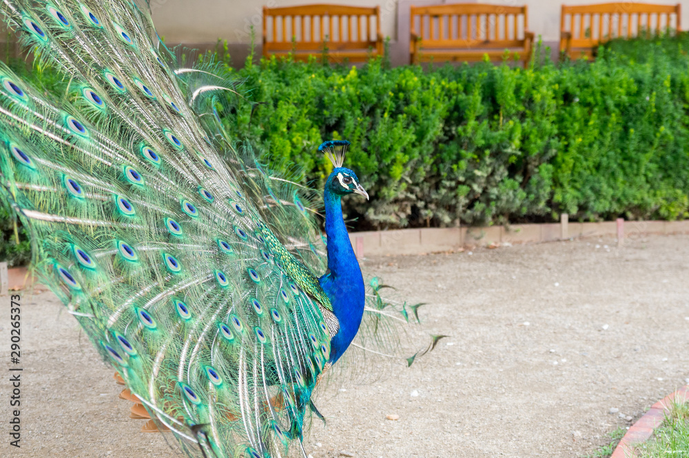 Obraz premium Side view of peacock with her tail spread