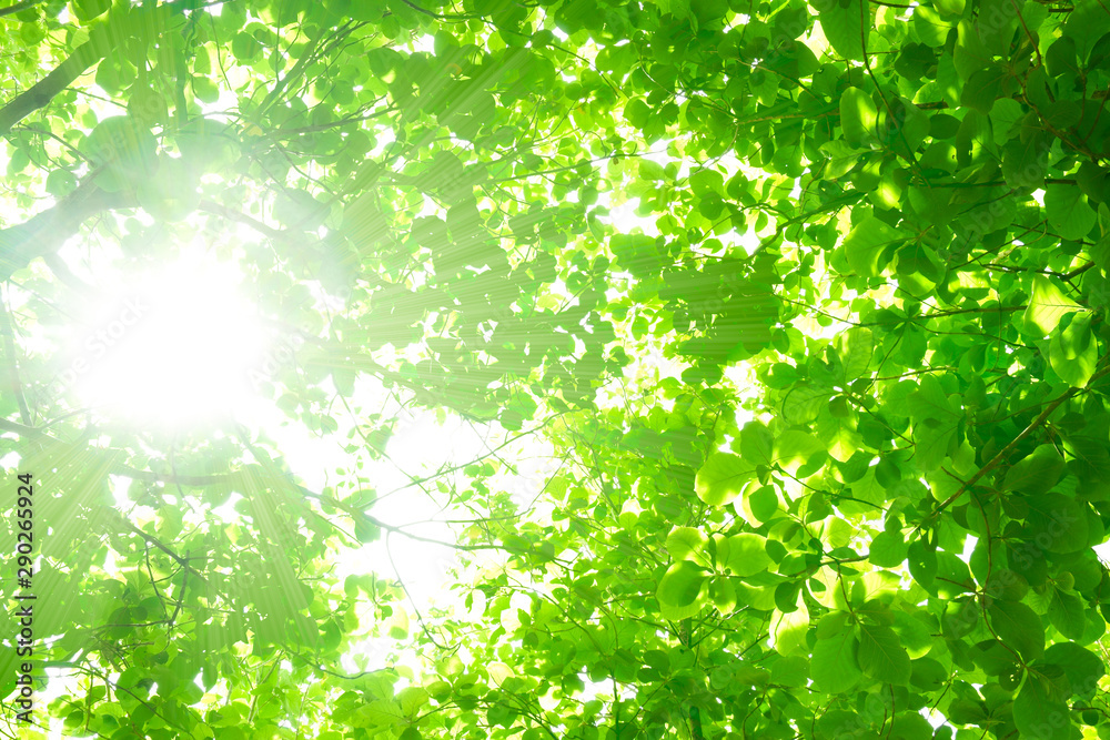 Sunlight through the fresh green leaves,Bright green leaves background Sunlight through the fresh green leaves,Bright green leaves background