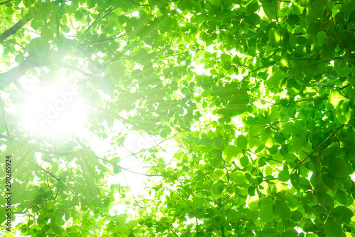 Sunlight through the fresh green leaves Bright green leaves background