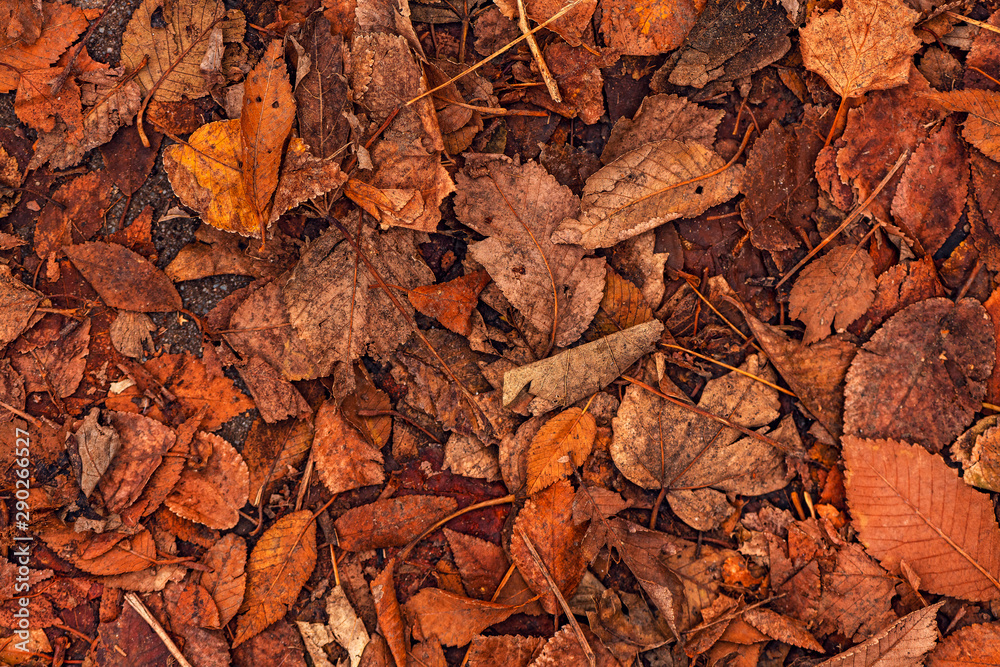 Texture of dry autumn leaves on ground Texture of dry autumn leaves on ground