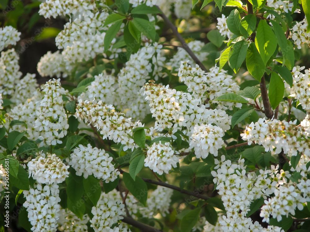 White flowers and green leaves on the branches of bird cherry White flowers and green leaves on the branches of bird cherry