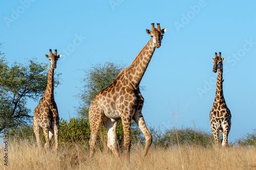 Photography Landscape of giraffes in an open area
