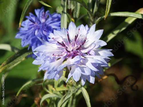 blue cornflowers in the summer in a flower bed outside the city