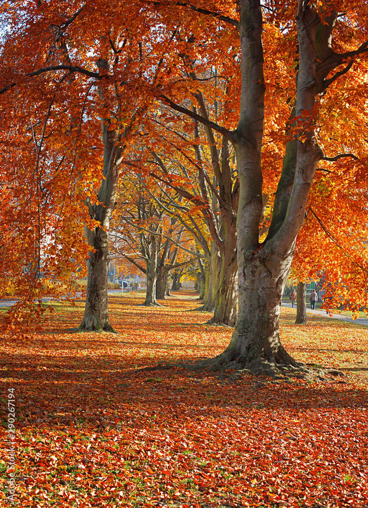 Autumn. Gold Trees in a park - obrazy, fototapety, plakaty 
