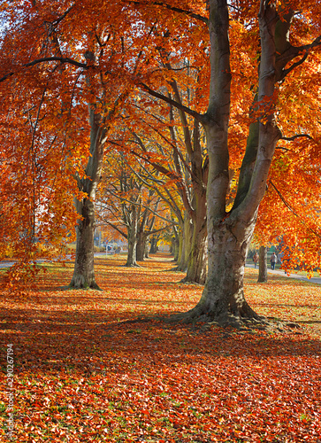 Autumn. Gold Trees in a park